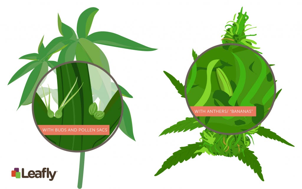 hermaphrodite cannabis plants